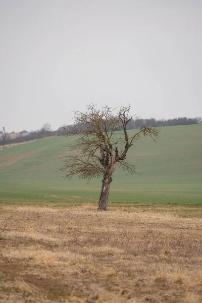 Landskap Vintern Utan Snö — Stockfoto