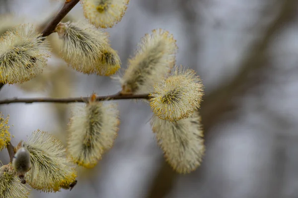 Florecen Los Pastos —  Fotos de Stock