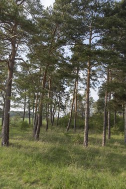 Yaz zamanı manzara.