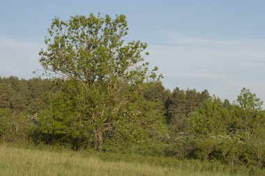 Yaz zamanı manzara.