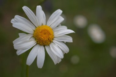 close up of a white chamomile flower