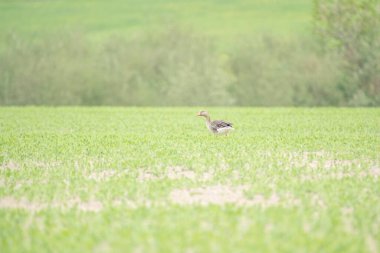 Egyptian goose in the meadow