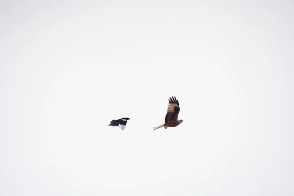 Pipa Vermelha Forrageamento Voo — Fotografia de Stock