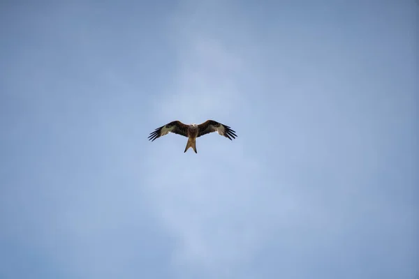 Cerf Volant Rouge Vol Recherche Nourriture — Photo