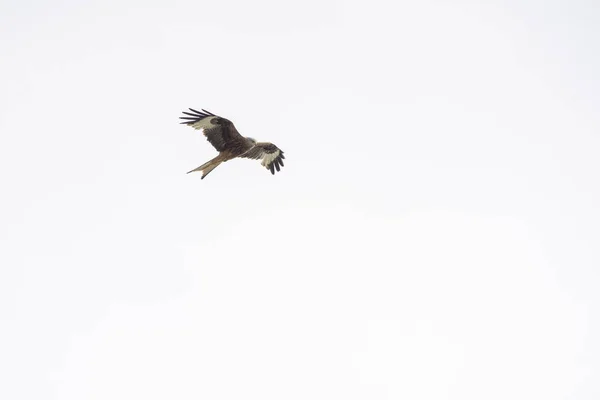 Cerf Volant Rouge Vol Recherche Nourriture — Photo