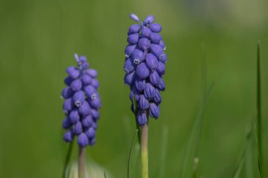 üzüm sümbül güneşli