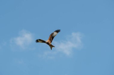 Kırmızı uçurtma uçuyor.