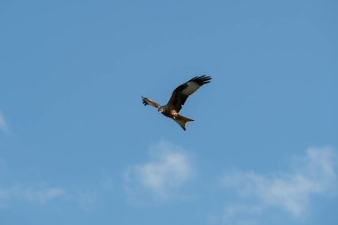 Kırmızı uçurtma uçuyor.