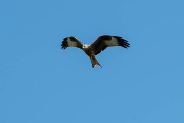 Kırmızı uçurtma uçuyor.