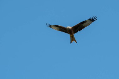 Kırmızı uçurtma uçuyor.