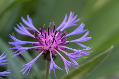 Close-up of a cornflower in bloom