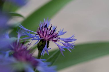 Close-up of a cornflower in bloom