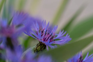 Close-up of a cornflower in bloom