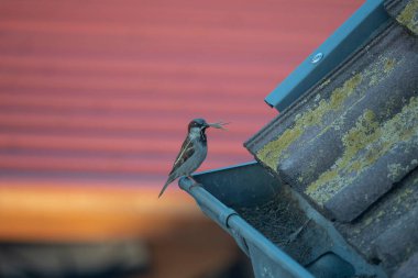 Sparrow sits on a gutter