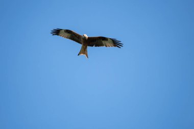 Kırmızı uçurtma uçuyor.