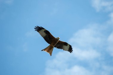 Kırmızı uçurtma uçuyor.