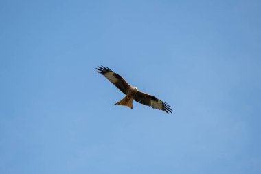 Kırmızı uçurtma uçuyor.