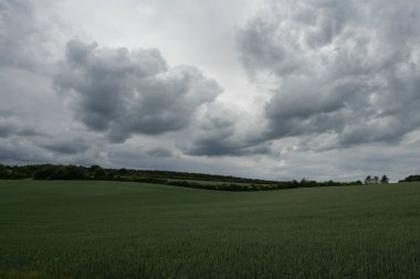 idyllic landscape in summer