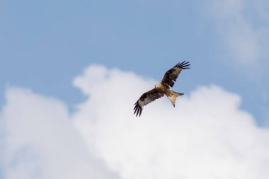 Kırmızı uçurtma yiyecek arıyor.