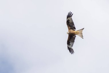 Kırmızı uçurtma yiyecek arıyor.