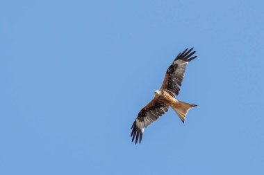 Kırmızı uçurtma yiyecek arıyor.