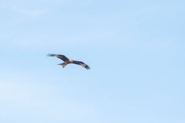 Kırmızı uçurtma yiyecek arıyor.