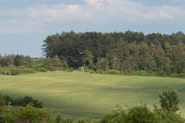 idyllic landscape in summer