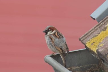 Sparrow sits on a gutter