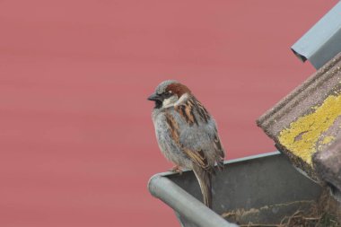 Sparrow sits on a gutter