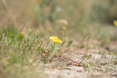 small yellow flower by the wayside