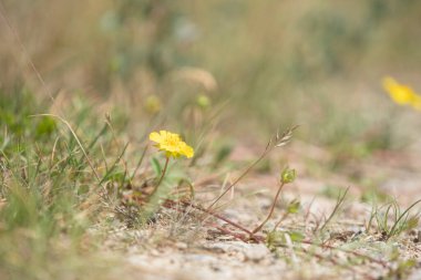 small yellow flower by the wayside
