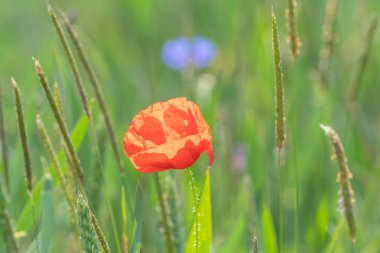 close up view of beautiful wild poppy flowers