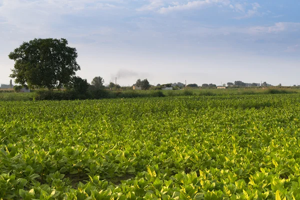 Tree on the field — Stock Photo, Image