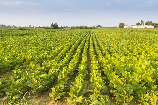 Soybean field in sunset — Stock Photo, Image