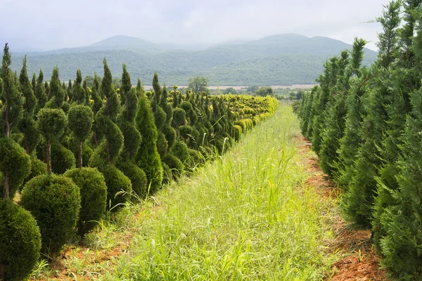 Arbustos jóvenes de boj que crecen en un vivero especializado —  Fotos de Stock