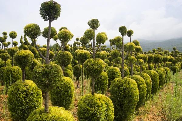 Young boxwood shrubs growing in a nursery in mountains, Greece — Stock Photo, Image