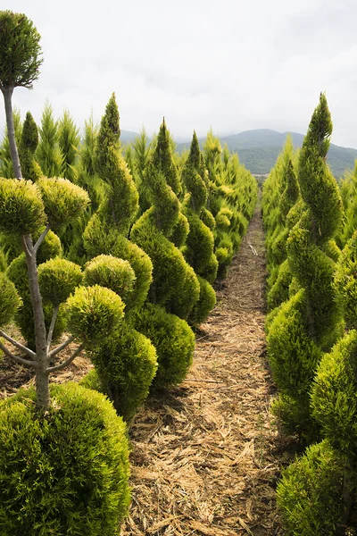 Young fir trees in a nursery in mountains, Greece — Stock Photo, Image