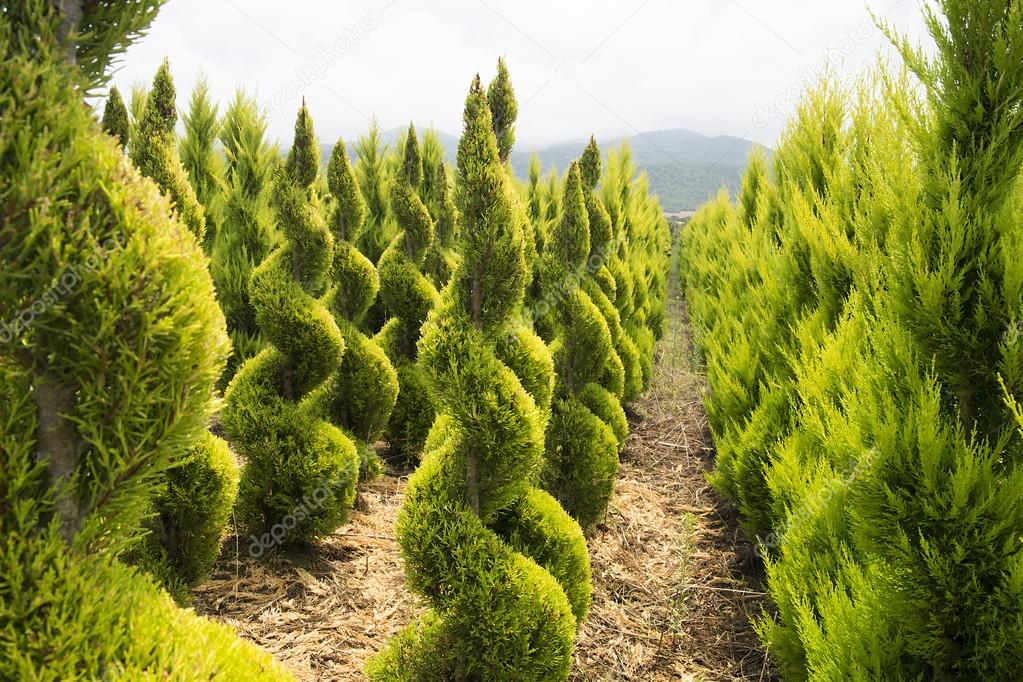 boxwood shrubs in a nursery in mountains, Greece