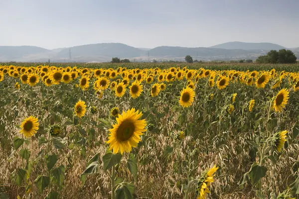 Hermosos girasoles en el campo —  Fotos de Stock