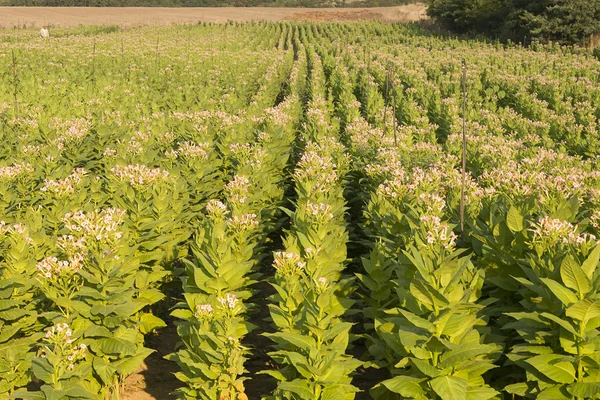 Planta de jardín de tabaco —  Fotos de Stock