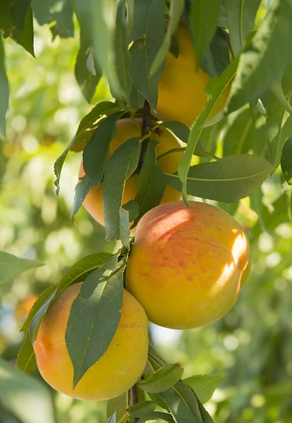 モモ果実の桃の木の枝に成長しています。 — ストック写真