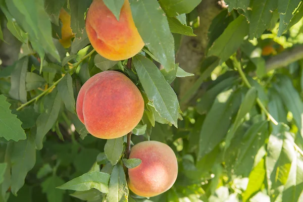 木の甘いモモ果実 — ストック写真