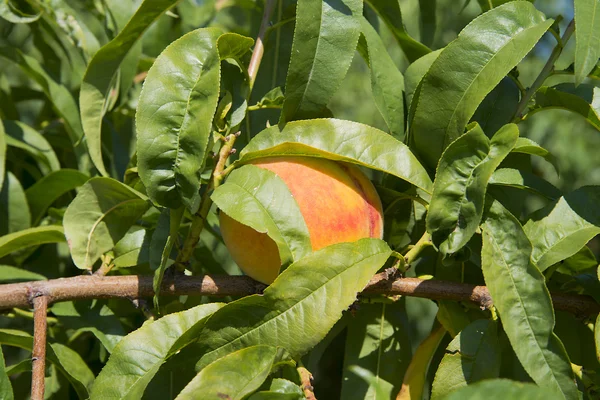 桃の木に — ストック写真