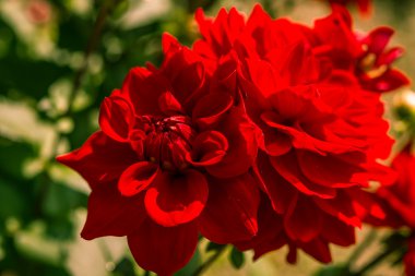 sonbahar Dahlia çiçeği