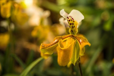 günbatımı üzerinde orkide