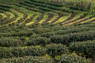 günbatımı üzerinde çay çalılar. Kuzey Tayland.