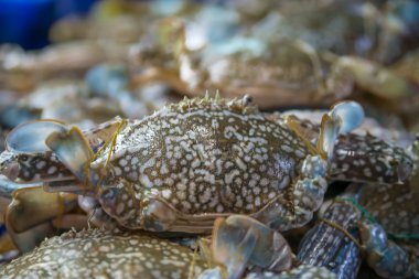 canlı mavi yengeç yemek Tay piyasada hazır