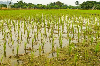 Filiz genç pirinç pirinç alanında büyüyen için hazır bir bakış. Kuzey Tayland, chiang mai