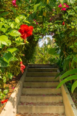 Hibiscus çiçek ile kemer