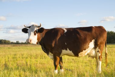 bir arazide kahverengi inek